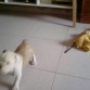 duque